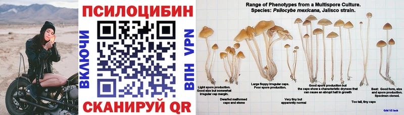 Купить где  Ртищево  Псилоцибиновые грибы GOLDEN TEACHER 